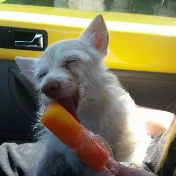 Meet your Posher, Terri - Picture 1 of 1